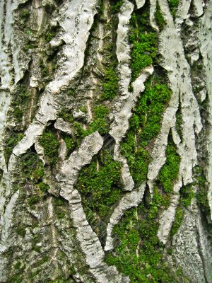 Moss on the bark tree