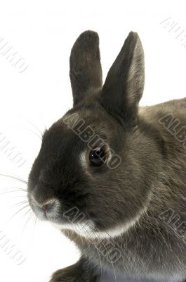 portrait of a dwarf rabbit