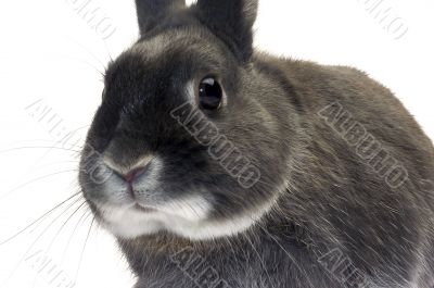 portrait of a dwarf rabbit