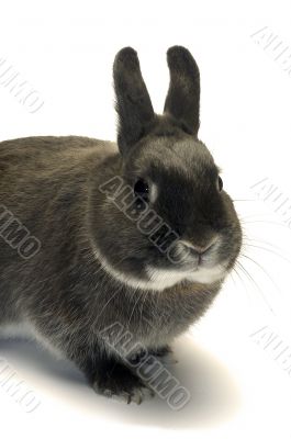 portrait of a dwarf rabbit