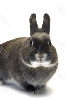 portrait of a dwarf rabbit