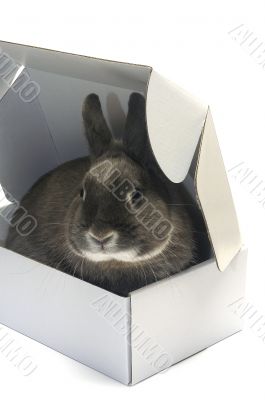 portrait of a rabbit in a box