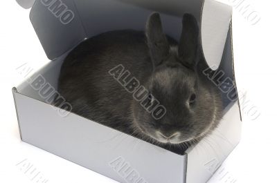 portrait of a rabbit in a box