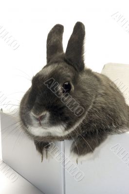 portrait of a rabbit in a box