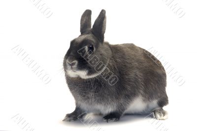  portrait of a dwarf rabbit