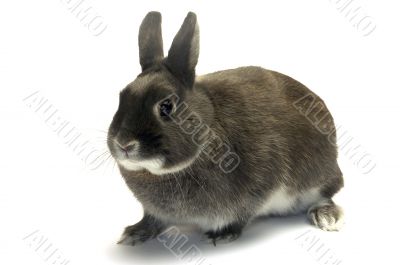 portrait of a dwarf rabbit