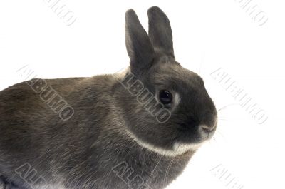 portrait of a dwarf rabbit