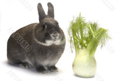 portrait of a rabbit and his favorite vegetables