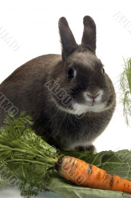 portrait of a rabbit and his favorite vegetables