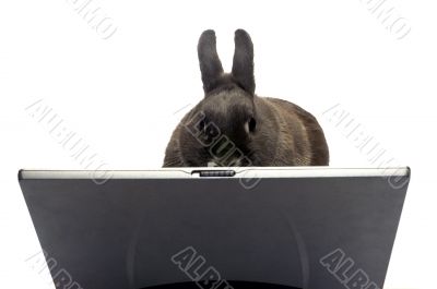 rabbit webmaster