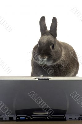 rabbit webmaster