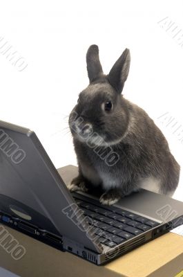 rabbit webmaster