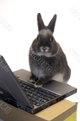 rabbit webmaster