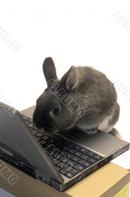 rabbit webmaster
