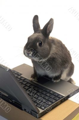 rabbit webmaster