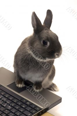 rabbit webmaster