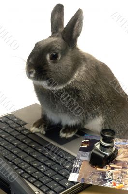 rabbit webmaster