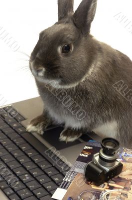 rabbit webmaster
