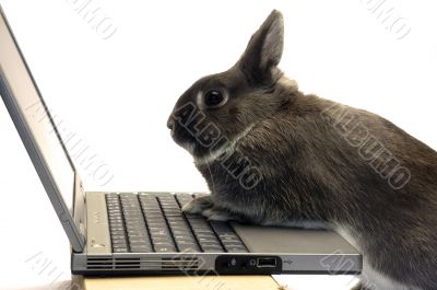rabbit webmaster