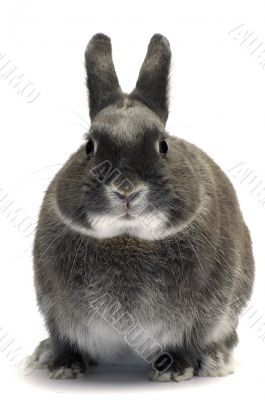 portrait of a dwarf rabbit