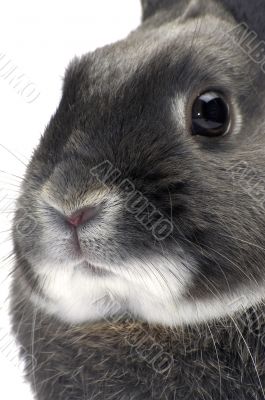 portrait of a dwarf rabbit