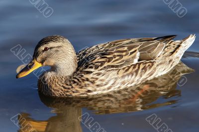 duck on the water