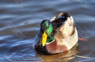 duck on the water