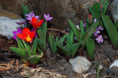 beauty colored spring flower