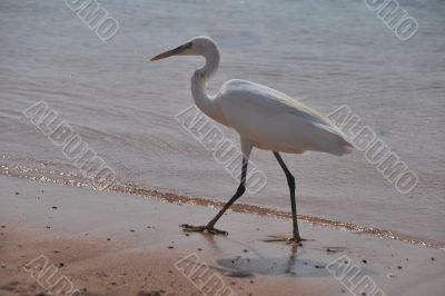 egret at the beach