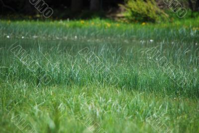 green reed