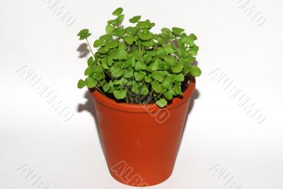 pot with basilikum