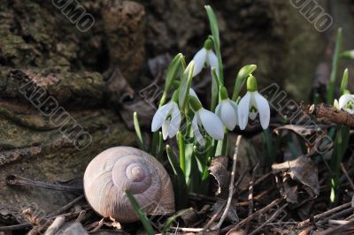 snowbell and snail