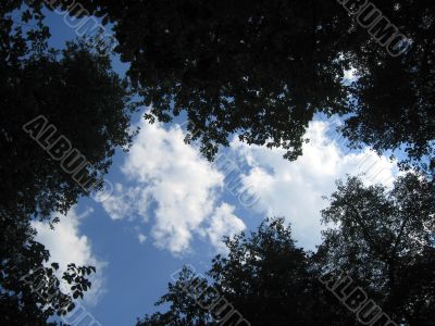 Bluesky between the long trees