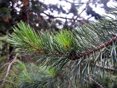 Green fir branch with a pins