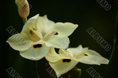 Cream flowers