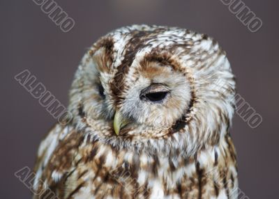 grey owl