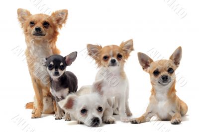 five chihuahuas