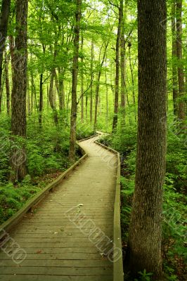 Wooden bridge through the forest