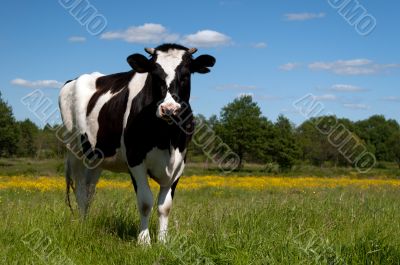 Black cow grazing in a field