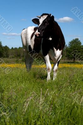 Black cow grazing in a field