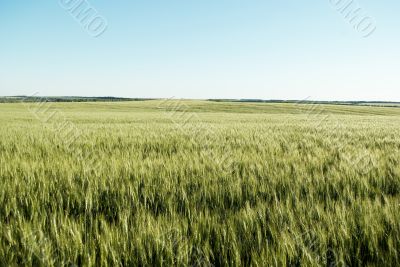 Green wheat  field