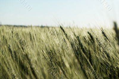 immature wheat  field 