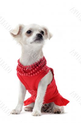 elegant chihuahua