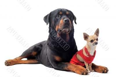 rottweiler and chihuahua