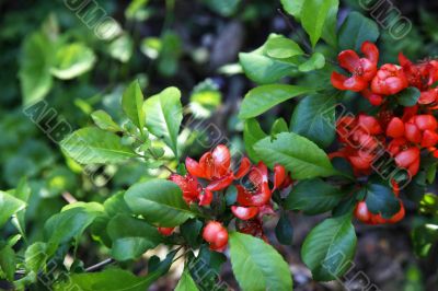 Japanese dogrose