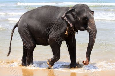 The elephant 