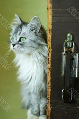 Cat and old suitcase