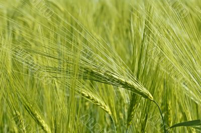 Flowering of barley