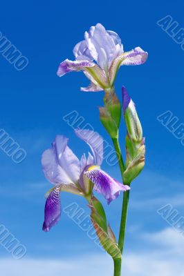 Iris flowers