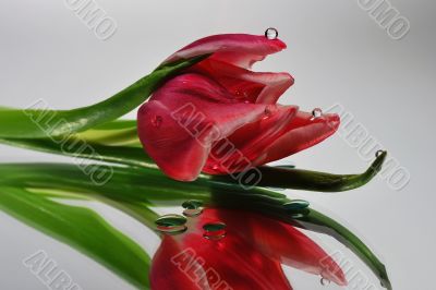 tulip with drops in the mirror